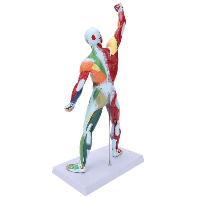 Modello anatomico dell'articolazione della spalla in PVC