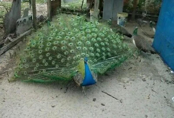 5 Indian Blue Peacock Hatching Eggs 20-692 --- Ready Now!
