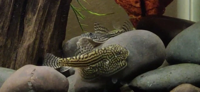 Reticulated Hillstream Loach (Sewellia lineolata)