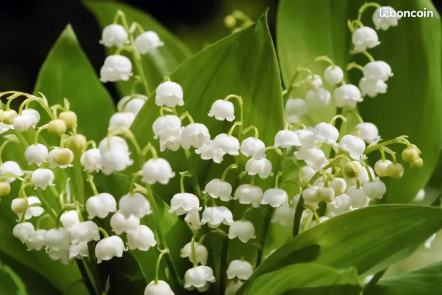 MUGUET - 60 RHIZOMES Griffons Plants, Bio De Mon Jardin