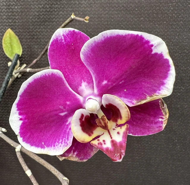 Phal.  **Bs** Phalaenopsis Orchid Plant.