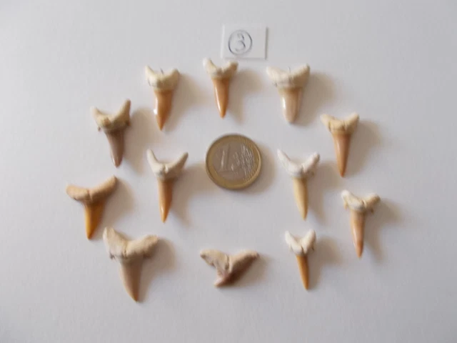 Kaltner Präsente Idée cadeau – Fossiles préhistoriques fossilisés : dents de requin naturelles non traitées (Lot de 4 pièces), 4 Stück, Pierre Kaltner Präsente Idée cadeau – Fossiles préhistoriques fossilisés : dents de requin naturelles non traitées (Lot de 4 pièces), 4 Stück, Pierre
