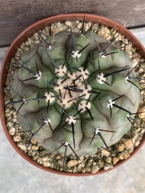 Copiapoa Cinerea 3 Own Roots Pot 9Cm D6Cm Hcm