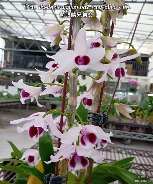 Orchid Orchidee Dendrobium rhodopterygium var. semi-alba × sib (22 Pr)