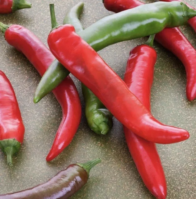 Thai Giant Long Chilli - A Medium Hot & Spicy Chilli for Great Flavour & Taste!