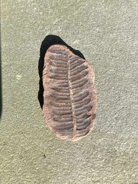 Fern Fossil Specimen- Natural 1.8 Inch Carboniferous Era Fossilized Fern Leaves