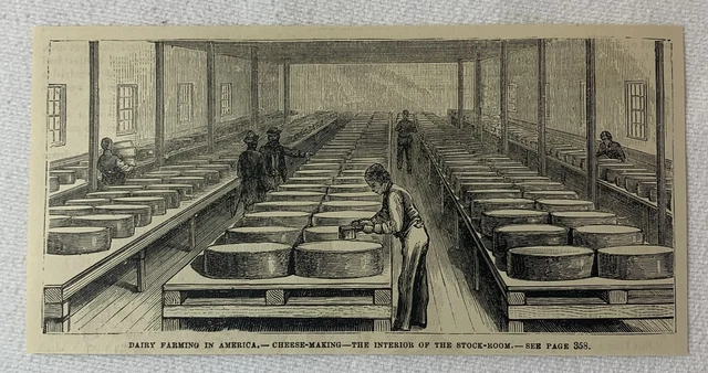 1880 magazine engraving ~ CHEESE MAKING - INTERIOR OF THE STOCK ROOM
