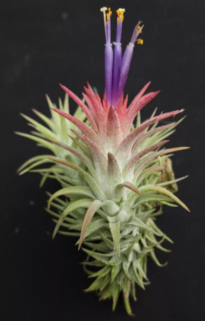 Air Plant, Bromeliad, Tillandsia ionantha var vanhyningii Air Plant x 1