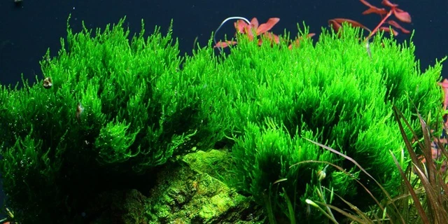 Aquarium Pflanze Moos Taxiphyllum 'Flame' Tropica Nr.003H TC in Vitro 1-2 Grow