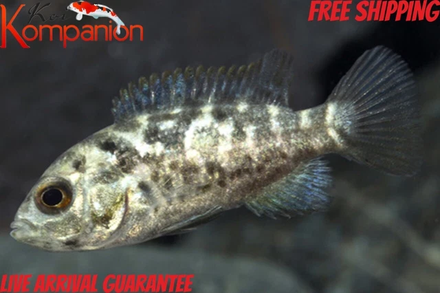 3/5/10X 2" Cuban Cichlid Koi Kompanion Free Shipping