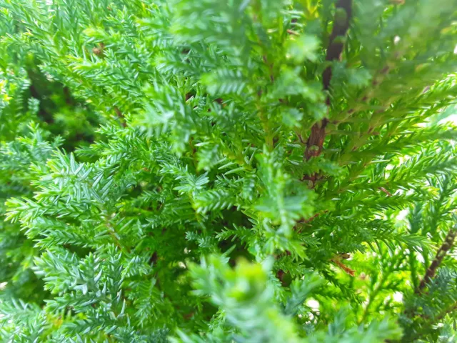 Chamaecyparis Lawsoniana Ellwoodii Evergreen Conifer Shrub Plant 9cm & 17cm Pot