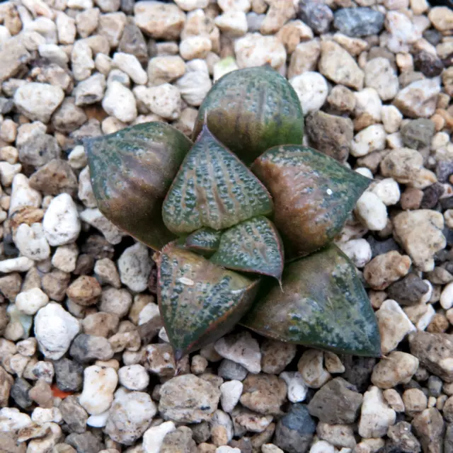 Haworthia splendens cv. Hana Aoi, 4,0 cm große Pflanze, Rarität (40)