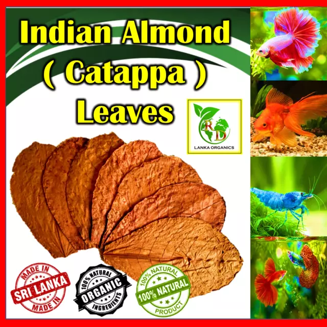 Catappa Indian Almond Leaves Ketapang Leaf Shrimp Betta Fish Aquarium Water Care