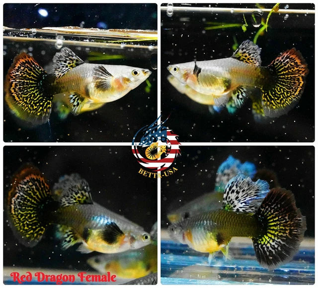 FEMALE ONLY - Live Aquarium Guppy Fish High Quality - Red Dragon Halfmoon BDS