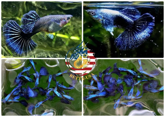 Live Aquarium Guppy Fish - Green Dragon Breeding Trio (USA Seller) 4 thumbnail image
