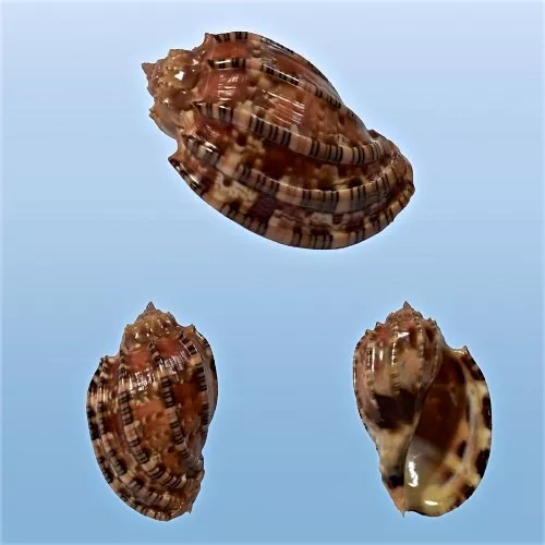 Harpidae, Harpa harpa, Zamboanga, Philippines, 55,3 mm, TOP SPECIMEN