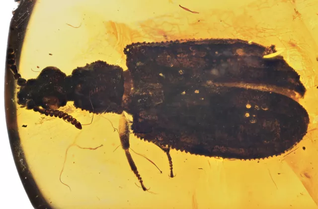 Detailed Rare Ommatidae (Beetle), Fossil inclusion in Burmese Amber