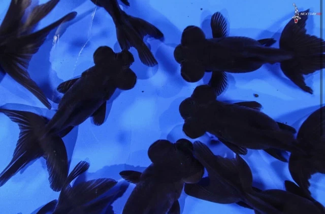 Black Moor Goldfish 2-3 in 3x