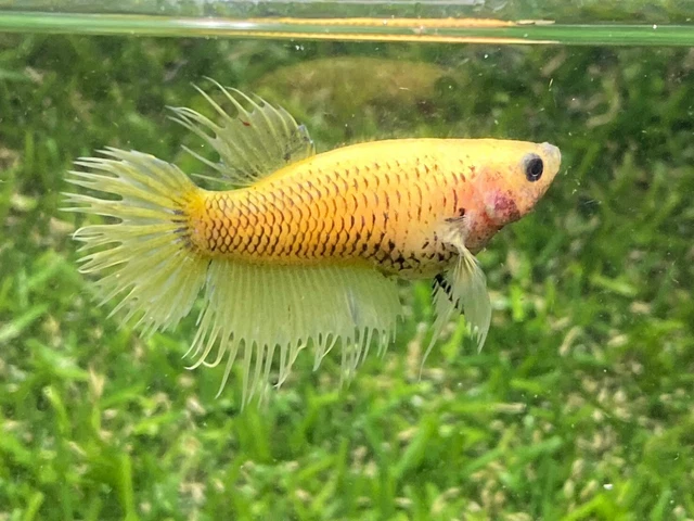 Live Betta Fish - Female - Yellow Crown Tail HMPK,Age 3 month From Thailand