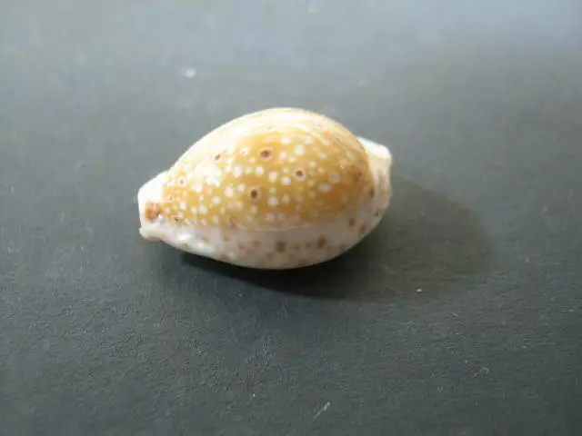 Cypraea Ocellata (Sea Snail) Shell From Muscat, Gulf of Oman 1975 3