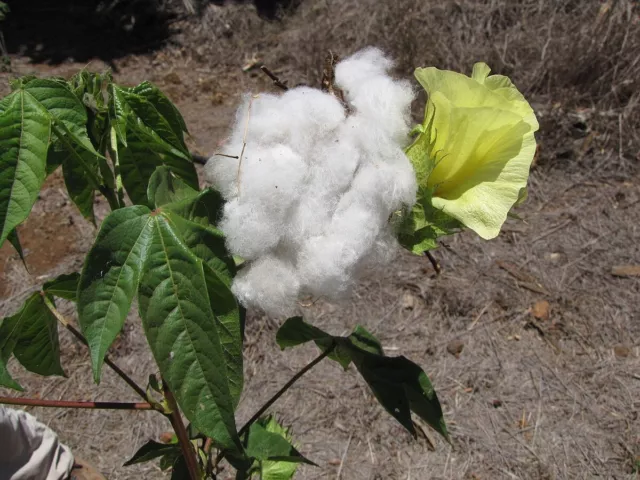 Rare 8 graines de Coton ARBUSTIF (Gossypium barbadense) E97 Tree Cotton 2