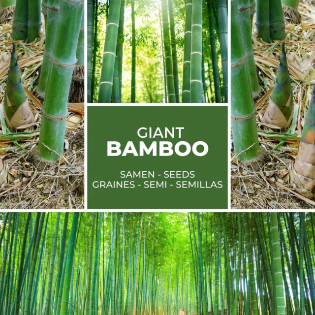 Chin. RIESENBAMBUS Samen - 100 (!) Stück - Moso Bambus - Winterhart Sichtschutz 2