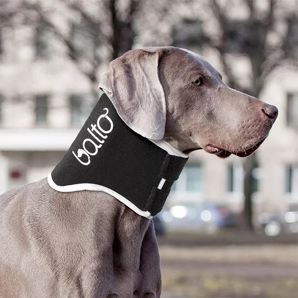 Balto – Dog no-lick Neck Brace : BT-NECK-ECO