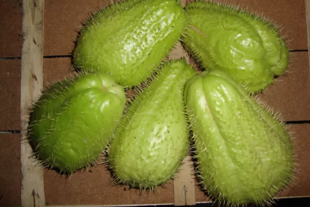 3 Kg. Di Chayote Zucca Spinosa O Centenaria  Raccolto Novembre 2023