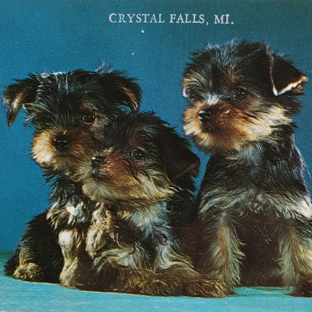 Yorkshire Terrier Crystal Falls Postcard 1970s Michigan Purebred Puppy Dogs A970