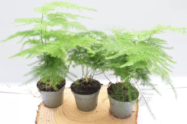 Asparagus Fern Terrarium Plant | Baby Plant | 6cm Pot | House Plant Gift