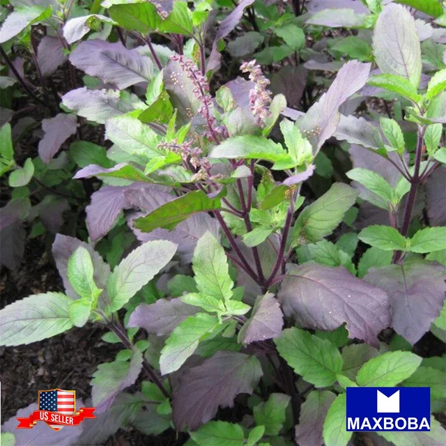 Basil Seeds - Red Leaf Holy Basil Non-GMO / Heirloom / Herb Garden Fresh
