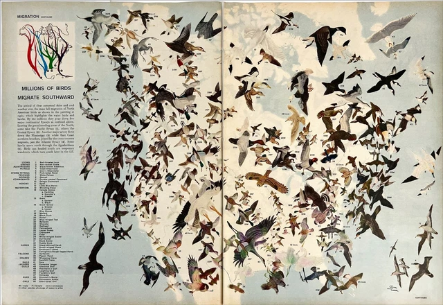 BIRD MIGRATION ROUTE Map Globe Patterns Ornithology Pop Art Vtg ...