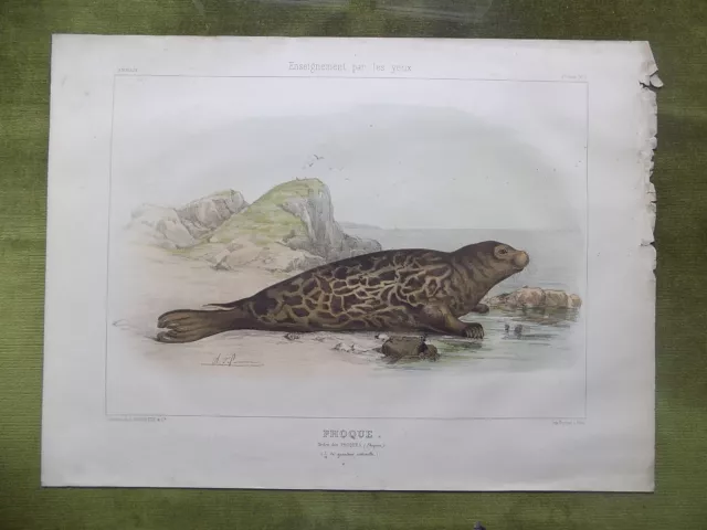 Litho. ANIMAUX Enseignement par les Yeux Hachette PHOQUE Ch.-O. De Penne