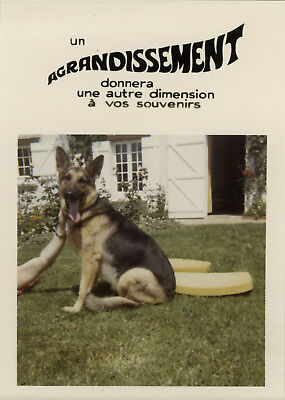 DOG 4 ANIMAL CHIEN BERGER ALLEMAND RIVIÈRE PHOTO ANCIENNE VINTAGE SNAPSHOT 