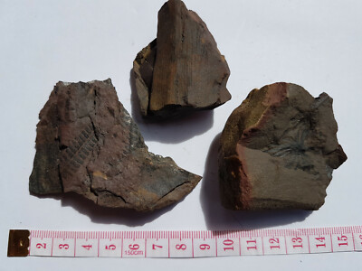 3 Fossiles fougère et calamite plantes Carbonifère France Gard 211g 