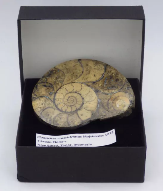 Triassic Fossil Ammonite Cladiscites Crassistriatus Indonesia + Stand Gift Boxed