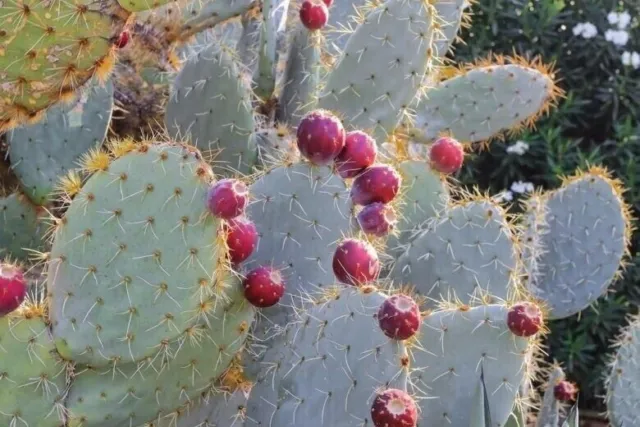 Wheel Cactus - Nopal Tapon - Opuntia robusta - 25+ Seeds - Samen - G 126