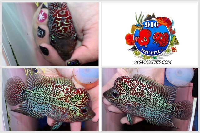 3.5 Inch Proven Female Super Red Dragon Live Flowerhorn #W37