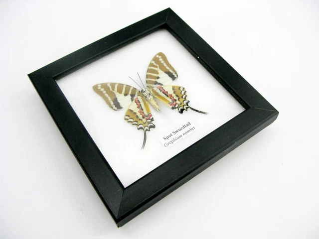 Spot Swordtail - beautiful real butterfly prepared - framed- museum quality 5