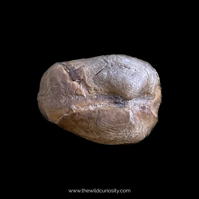 Bivalve Fossil from the UK’s Jurassic Coast | Thracia depressa | Geology