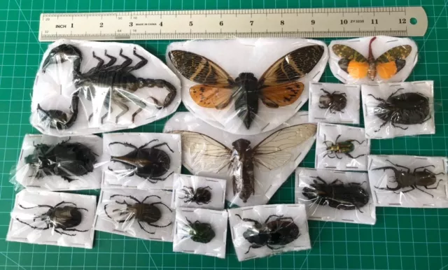 15 Real Beetle Insects Bugs Dried Moth Dead Taxidermy Butterflies Oddities Decor