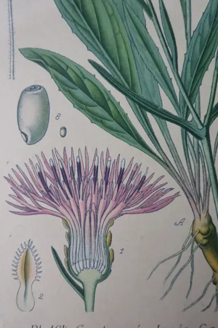 BOTANIQUE Fleur Planche Lithographie XIX MASCLEF / BONNIER 1891 - la centaurée
