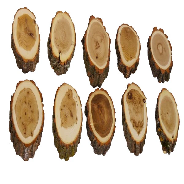 10 Pieza Acacia Escudo de Trofeo Medio Corzo Cornamenta Baumschild Af 19cm
