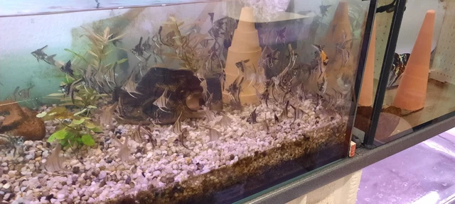Aquarium Fische