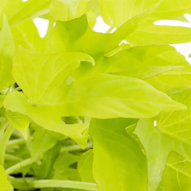 BETTER HOMES & Gardens PT Green Ipomoea Live Plant Grower Pot Sun (6 ...