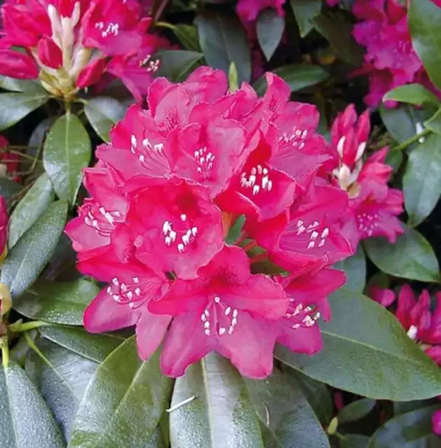 Großblumige Rhododendron Nova Zembla 60-70cm - Alpenrose