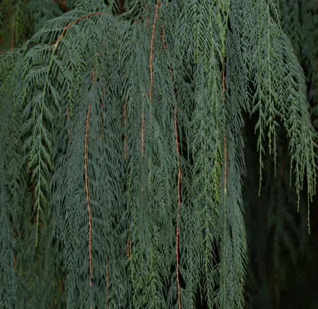 Kashmir cypress Cupressus cashmeriana 100 seeds 2