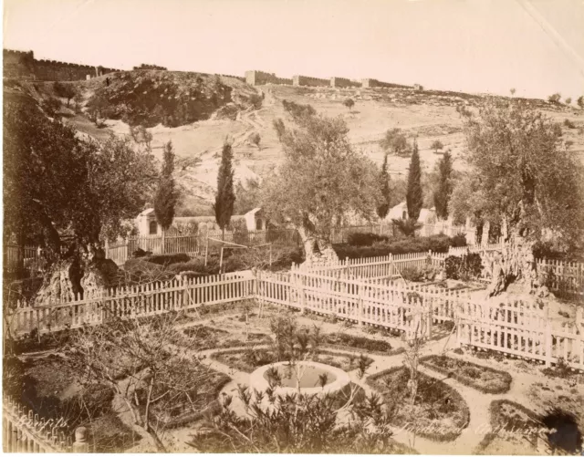 Bonfils. Palestine, Jérusalem, jardin de Gethsémani Vintage albumen print Tira