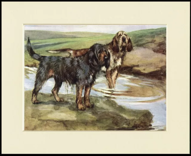 Otterhound Dogs Lovely Dog Print Mounted Ready To Frame