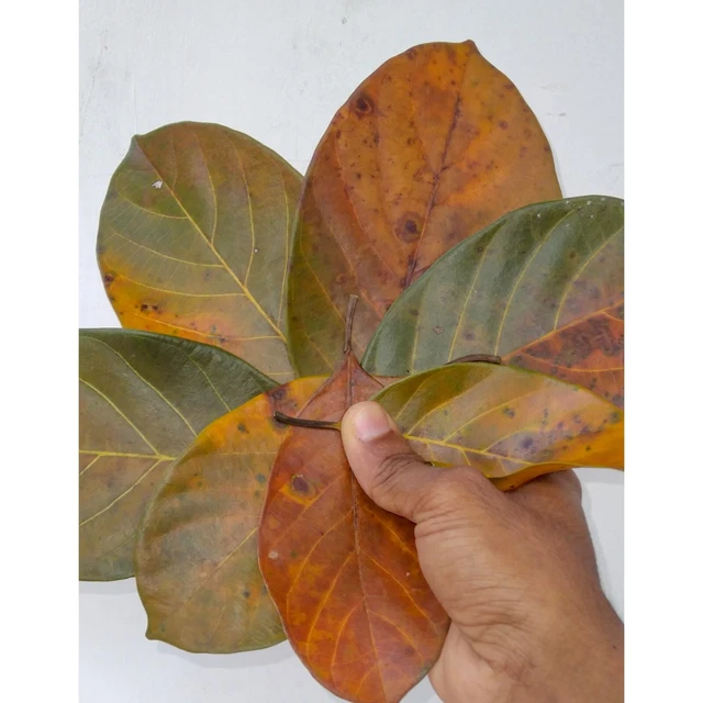 DRIED JACK FRUIT LEAVES  100 Organic Bio Film Shrimp Aquarium Ceylon Natural